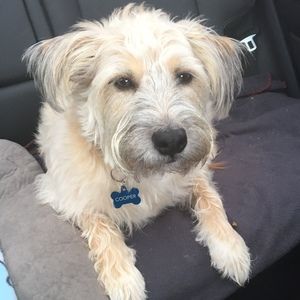 Meet your Posher, Tasha